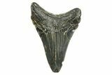 Juvenile Megalodon Tooth - North Carolina #368050-1